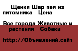 Щенки Шар пея из питомника › Цена ­ 25 000 - Все города Животные и растения » Собаки   